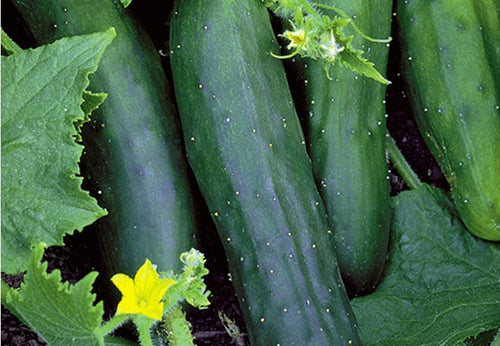 SEEDS OF CHANGE™ ORGANIC MARKETMORE SLICING CUCUMBER SEEDS